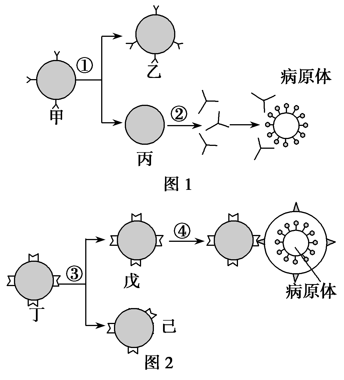 與細胞甲相比,細胞丙中內質網,高爾基體更發達c.